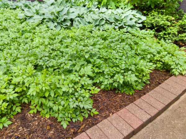 Brick Border Installation in Bloomington